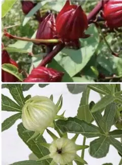 〈ラスト2セット〉⭐︎ローゼルの種 赤・白合わせて100粒⭐︎のサムネイル