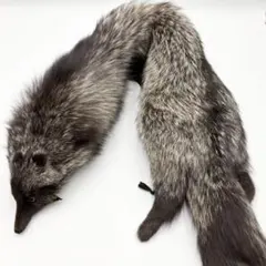 2026年最新】剥製 キツネの人気アイテム - メルカリ