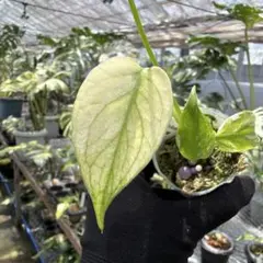 K957モンステラ デリシオーサ マスターピース 斑入りMonstera TC株