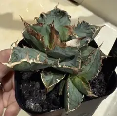 2025年最新】清櫻の人気アイテム - メルカリ