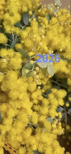 フレッシュ♪パールアカシア