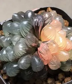 多肉植物　ハオルチア　OB-1オブツーサ錦　2株並立　鮮明錦