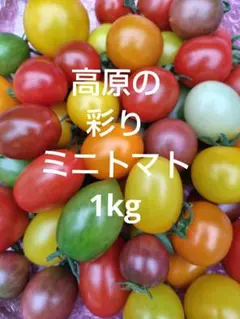 高原の彩りミニトマト１kgのサムネイル