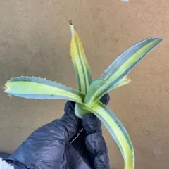 2026年最新】縞斑 アガベの人気アイテム - メルカリ