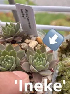 'Ineke' Sempervivumのサムネイル