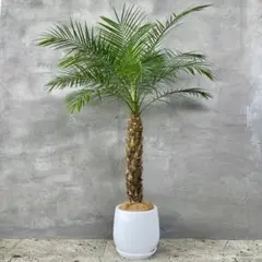特大　フェニックスロベレニー　10号　バルーン陶器鉢　植え込み発送 特大 フェニックスロベレニー 10号 バルーン陶器鉢 植え込み発送