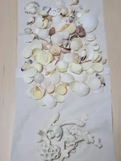 貝殻とサンゴのセット