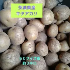 감자 레드 아카리