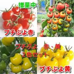 0930さま専用ページです(*^^　プチぷよ　赤・黄　各20粒＋増量中