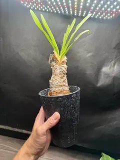 美形 ブーファン 現地株 発根済み 鉢ごと ディスティカ - メルカリ