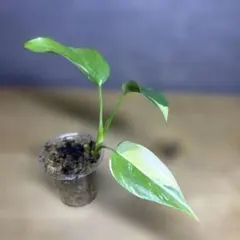 ラフィドフォラ　テトラスペルマ　パラゴン 2025年最新】ラフィドフォラ パラゴンの人気アイテム - メルカリ