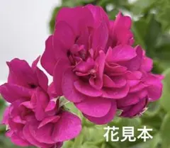 アイビー ゼラニウム ロイヤル スーパーピンク 花苗のサムネイル