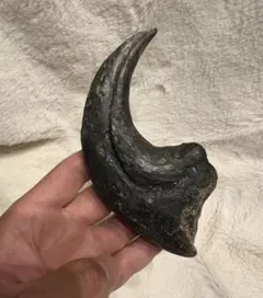 2026年最新】恐竜 爪 化石の人気アイテム - メルカリ