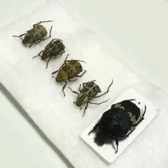 2025年最新】標本の人気アイテム - メルカリ