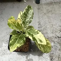 ⑥　フィカス　フランスゴム　斑入り　実生　レア ⑥ フィカス フランスゴム 斑入り 実生 レア