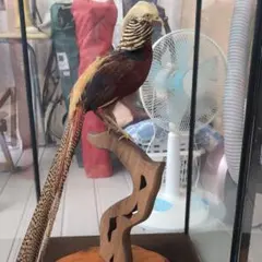 金鶏鳥　剥製　ガラスケース Yahoo!オークション - a180 金鶏鳥 錦鶏鳥 剥製 キンケイチョウ ガラス