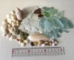 シーグラス 貝殻
