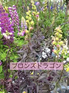 紅象牙マンゴー 接木苗 選抜種【雪姫】 - メルカリ