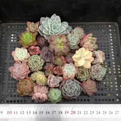 K*o様 Top 多肉植物 2026-0324-MLJP041 セット エケベリ