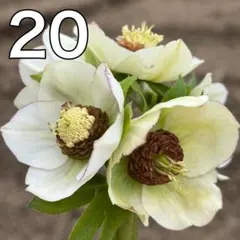 メビウスフラッシュピコティ☆クリスマスローズ種子※苗、開花株では