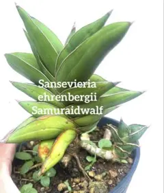 美株　希少　サンスベリアビューティークイーン　中株　レア　鉢ごとメルカリ便③ 選抜美株 希少 サンスベリアビューティークイーン 中株 レア 鉢