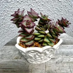 多肉植物◆星の王子◆カット苗