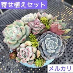 多肉植物　エケベリア　カット苗寄せ植えセット