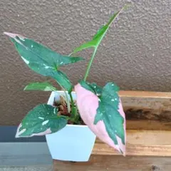 ノアりんご様 リクエスト 2点 まとめ商品