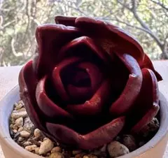 り*ら様 2314新入荷　レッドランプ　エケベリア　多肉植物　撮影12月28日