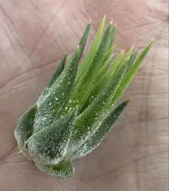 Tillandsia Apretado RFI 速達発送 Tillandsia Apretado RFI 速達発送 - メルカリ