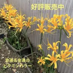 michanbaba19510714様 リクエスト 2点 まとめ商品