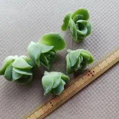 多肉植物 ラブリーローズ☆カット苗 5個セットのサムネイル