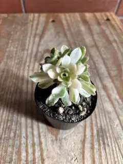 多肉植物　愛染錦　群生　抜き苗　有機栽培