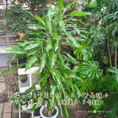 【B級品/大型観葉植物】幸福の木&青年の木のレアな品種♪ドラセナジェレ 8号鉢のサムネイル