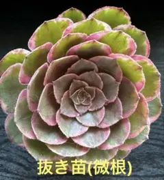 2026年最新】観葉植物 アエオニウムの人気アイテム - メルカリ