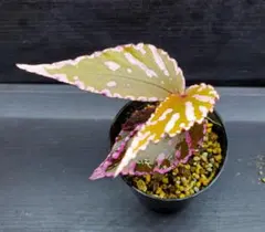 超希少 Begonia bulu 'Jambi'ジャンビ ベゴニア 原種 - メルカリ