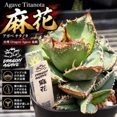 と*丸様 【発根済】アガベ チタノタ 麻花 Dragon Agave 台湾株 子