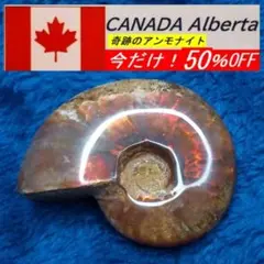 半額セール中！オパール化ファイアーレッドアンモナイト特A８６