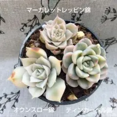 user_598909c9様 リクエスト 2点 まとめ商品