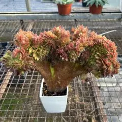 超レア種 グレビリア グレープ 花芽付き 超レア種 グレビリア グレープ 花芽付き - メルカリ