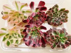 新入荷セール 多肉　アエオニウム　カット苗セット　３種　6苗　品種名付10