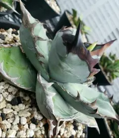 2025年最新】アガベ チタノタブルー 実生選抜の人気アイテム