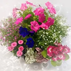 同梱で2鉢目〜¥1000お値引き】 春の新苗♡D-67♡ウエディング／芽接ぎ