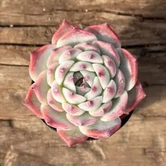 Ahskha様 リクエスト 4点 まとめ商品