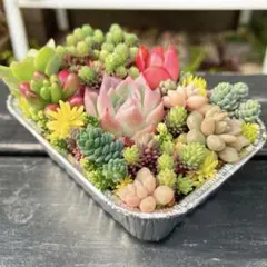 さ*ぃ様 103 多肉植物のいろいろ寄せ植え✻そのまま飾れる✻植え替えOK