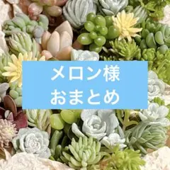 メロン様 　おまとめ専用　⑦　ツブ②のサムネイル