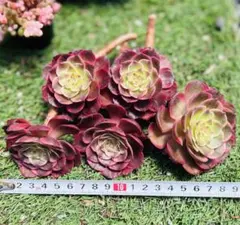 特価　多肉植物　アエオニウム　法師錦 夜宴　木立 長足5本セット大苗