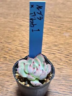 2026年最新】おらいさん苗 青札の人気アイテム - メルカリ