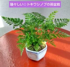 2026年最新】盆栽流木の人気アイテム - メルカリ