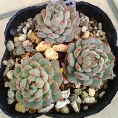 KAORin様 リクエスト 2点 まとめ商品